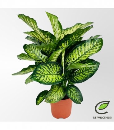 Dieffenbachia