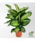 Dieffenbachia