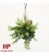 Aeschynanthus