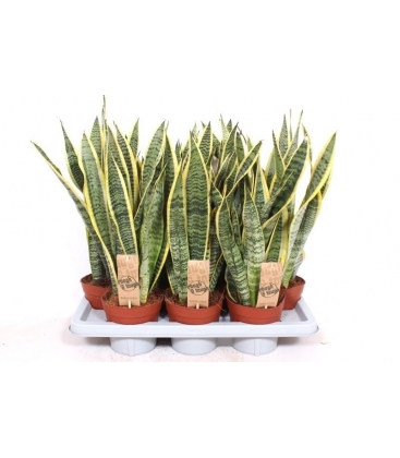 Sansevieria