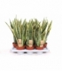 Sansevieria