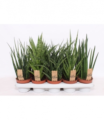 Sansevieria