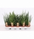 Sansevieria