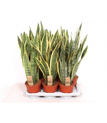 Sansevieria