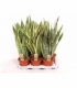 Sansevieria