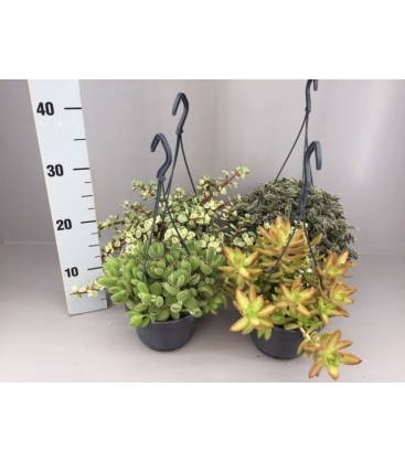 succulents