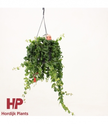 Aeschynanthus