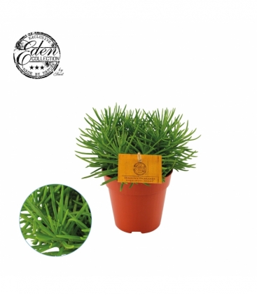 Senecio
