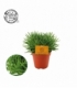 Senecio