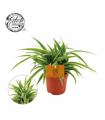 Chlorophytum