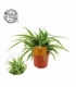 Chlorophytum