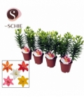 Lilium