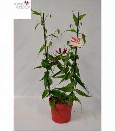 Gloriosa