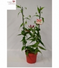 Gloriosa