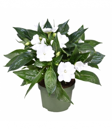 Impatiens