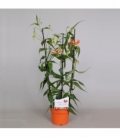 Gloriosa