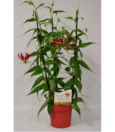Gloriosa
