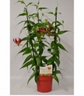 Gloriosa