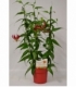 Gloriosa