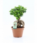 Ficus