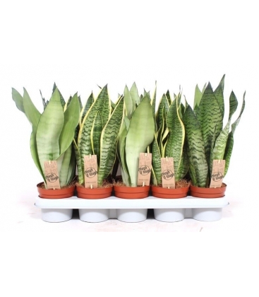 Sansevieria