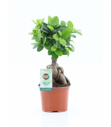 Ficus