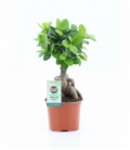 Ficus