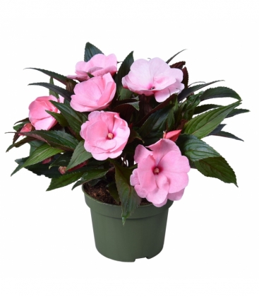 Impatiens