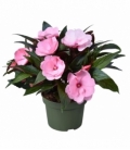 Impatiens