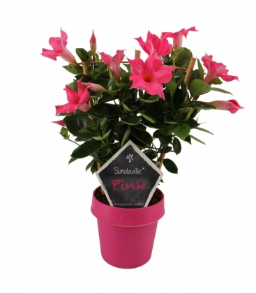 Mandevilla