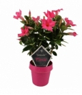 Mandevilla