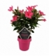Mandevilla