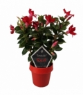 Mandevilla