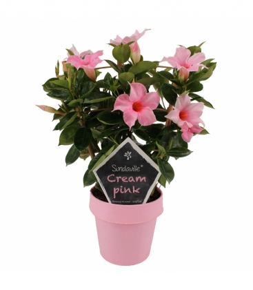 Mandevilla