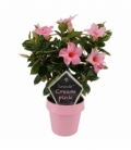 Mandevilla