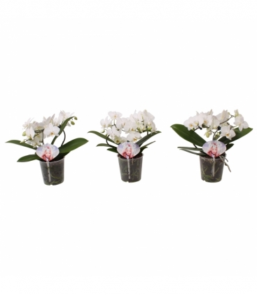 Phalaenopsis