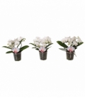 Phalaenopsis
