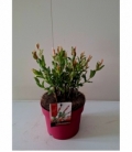 Salix