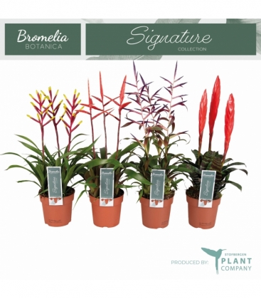 Bromelia