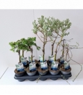 Salix