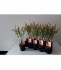 Salix