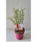 Salix