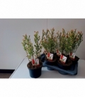 Salix