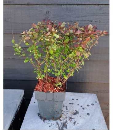 Berberis