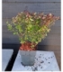 Berberis