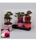 Paeonia