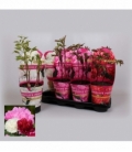 Paeonia