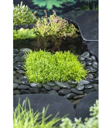 Lilaeopsis