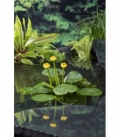Nuphar