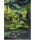Nuphar